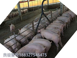供應液態飼喂設備濕料料線